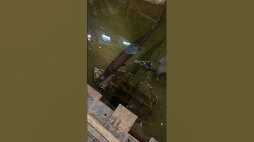 Monster alligator snapping turtle! #shorts #turtle