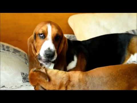 newborn basset hound