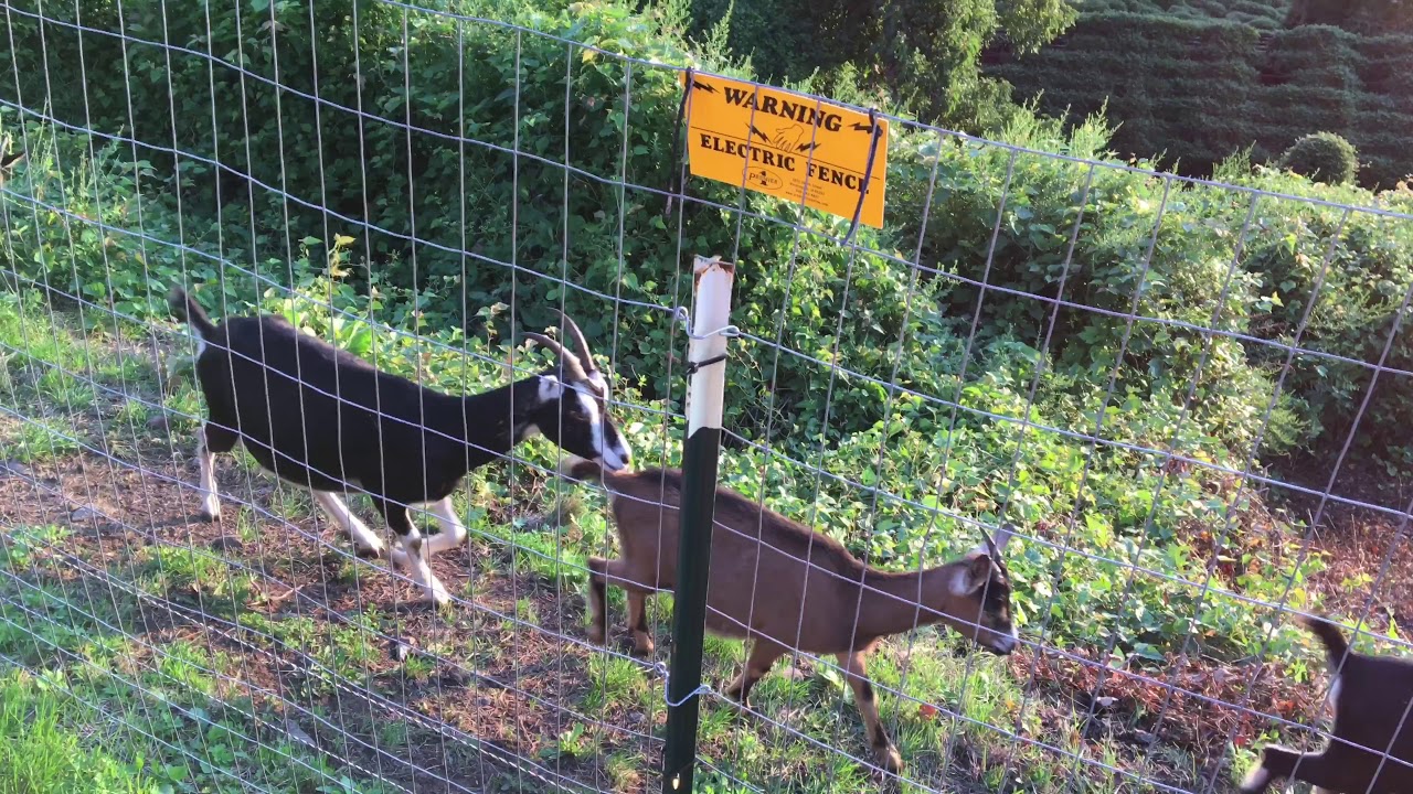 Goats in New York City YouTube