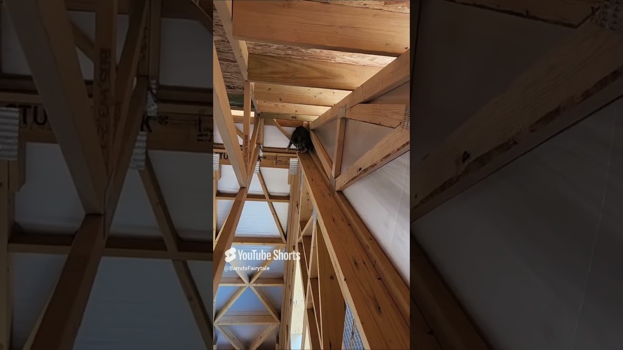 Cat or Mouse? Mystery Sounds in the House!