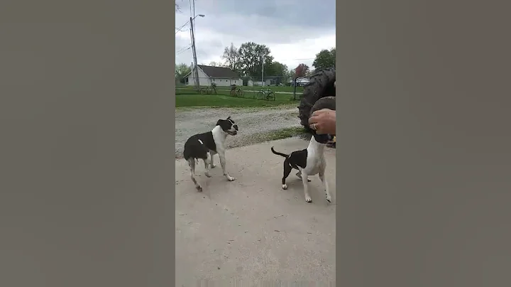 orrdogfarm Franklin and Francine professional ball...