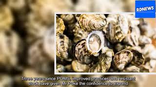 Poms-Resistant Oyster Research Brings Confidence Back To Tasmanian Industry Rdnewsle