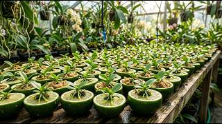 The secret to rapidly propagating orchids in your home garden using just one lemon.