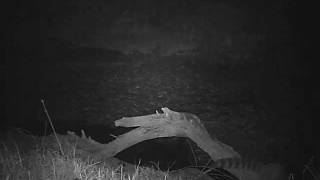 0092 ringtail