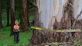 70 Metre Dead Mountain Ash Tree Removals