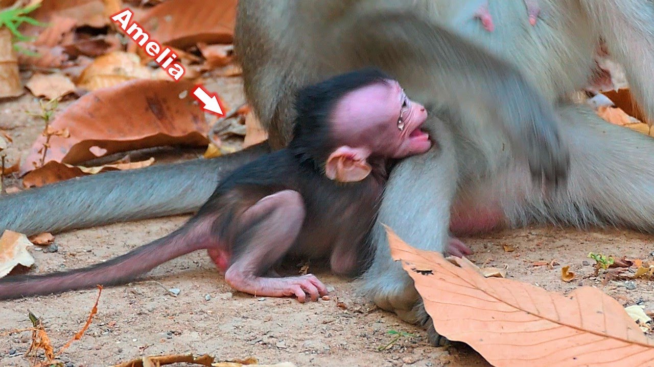 Adorable baby Amelia is very upset as her mother Anna refuses to let her drink milk all day