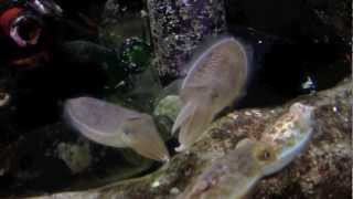Cuttlefish gets angry