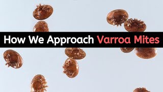 Beekeeping For Beginners - How We Approach Varroa Mites