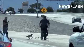 Cops Escort Geese Family Across Nevada Highway