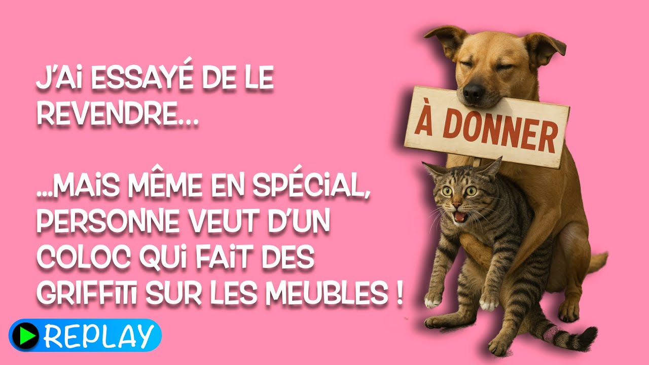 7 secrets pour mieux comprendre ton chat