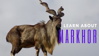 The Shocking Reality Of Markhor Exposed