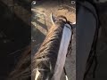 My horse closing corral gates so other horses don’t get out
