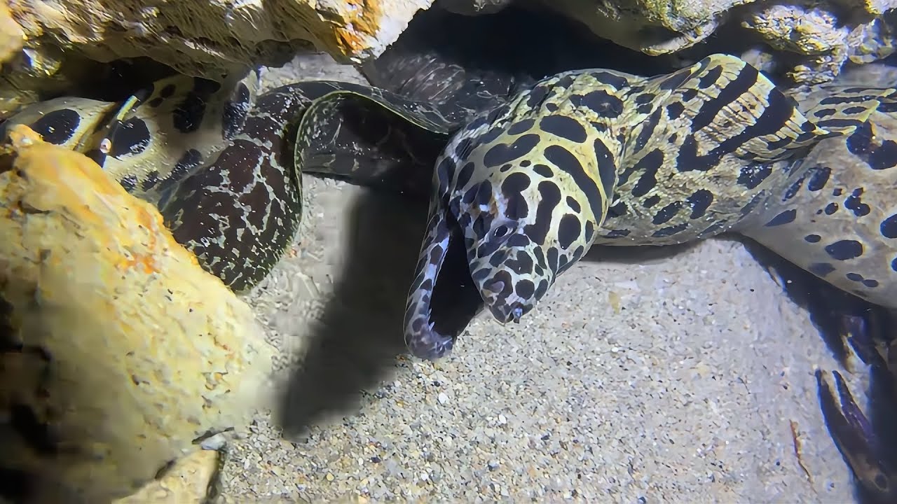 Live Stream 🟢 – Diving to catch various marine creatures, what did we catch today?