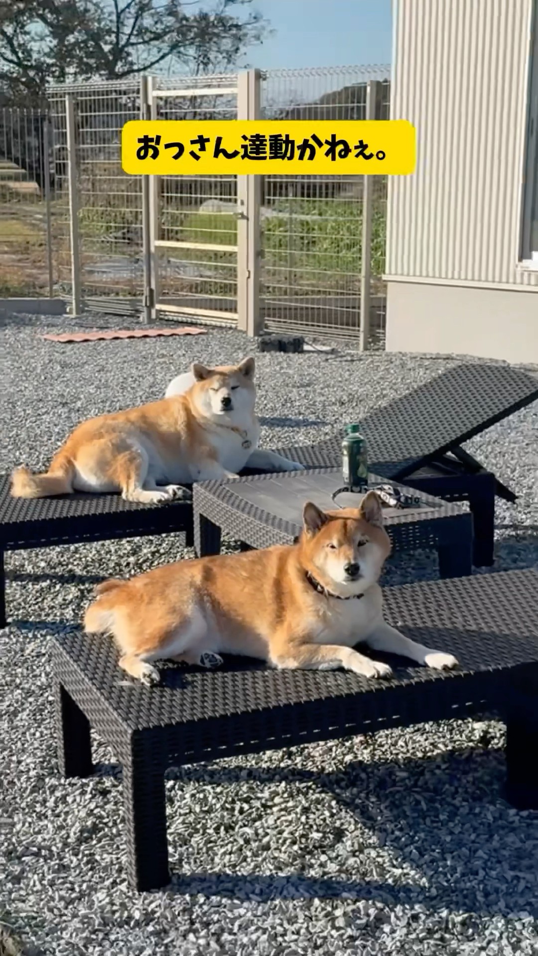 もちごめ兄弟ちゃんねる - YouTube