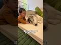 赤ちゃんの弟のそばから絶対離れない兄犬#ハスキン#シベリアンハスキー#ハスキー#犬と赤ちゃん#赤ちゃん