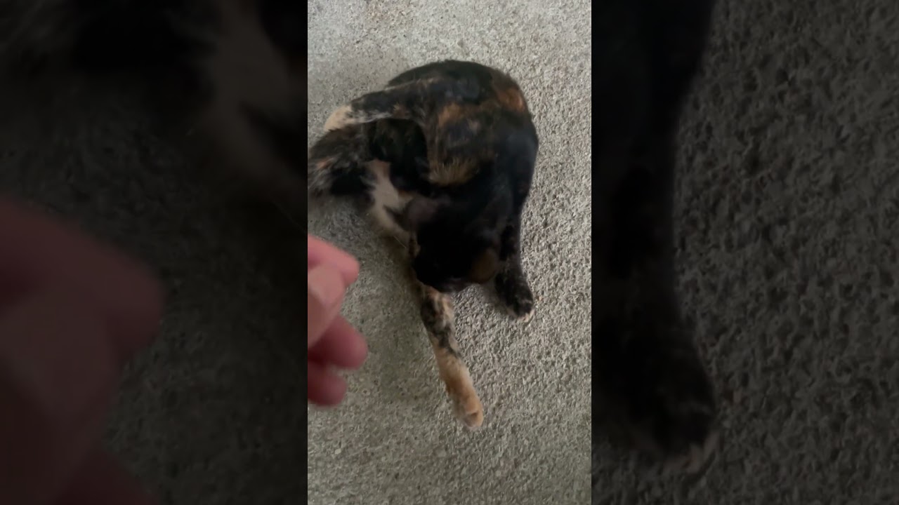 Adorabile  gattina ❤️❤️❤️❤️❤️