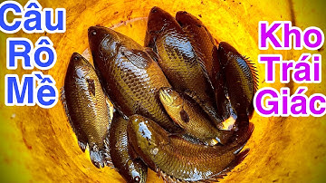 Câu Cá Rô Đồng Kho Trái Giác :Rừng U Minh Hạ