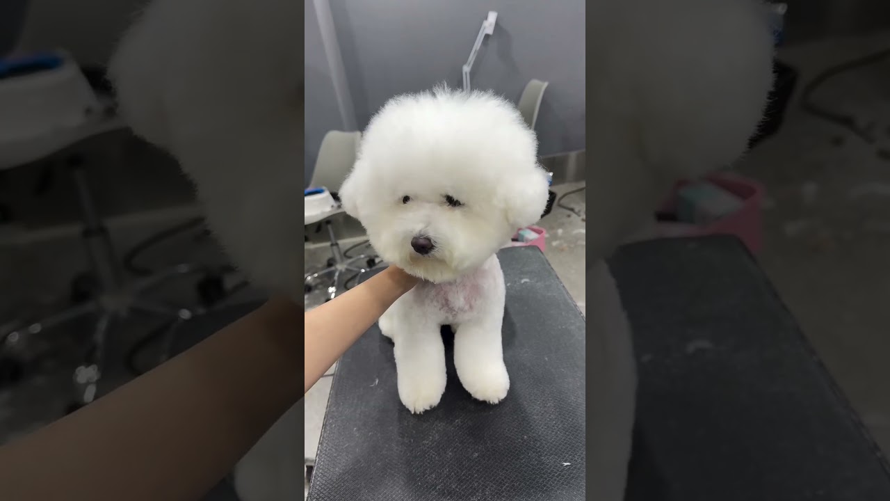 SHIHPOO PUPPY UNDER LEGS AND FACELIFT 😳🐶🐾 