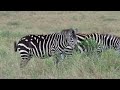 Sala's Camp, Maasai Mara, Kenya