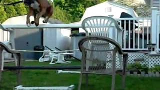 Tyson Jumping 4ft