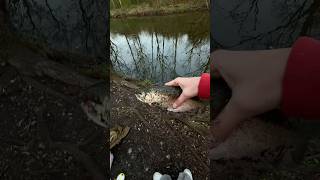 2 Beautiful rainbow trout today #fyp #fishing #trout #creekfishing