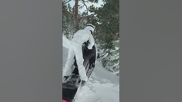 They say that the trees can