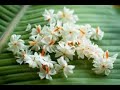 Bokul Phul Bokul Phul বক ল ফ ল বক ল ফ লl Folk Jhumki 