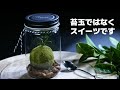 【京都】苔玉のような抹茶スイーツ