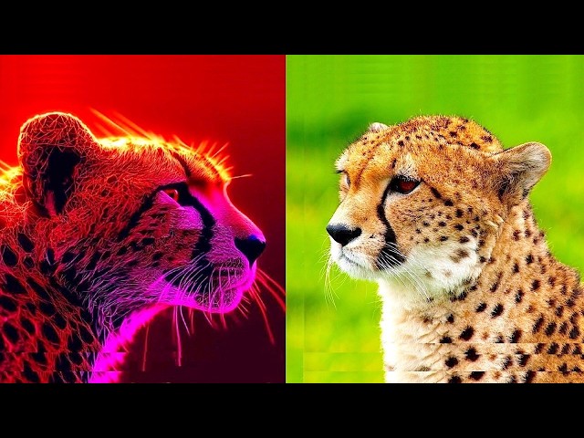Thumbnail for The Cheetah: The Animal & The Totem