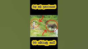 Motorcyclist escapes wild elephant attack🫣#shorts #shortvideo #attack #elephant #youtube #reels #1m