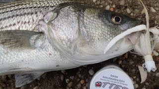 Striped Bass Shore Fishing - Bucktails and Otter Tail Bait Strips