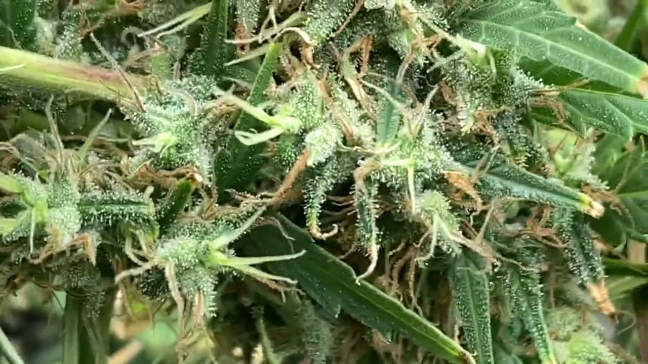 Purple haze x Malawi - final day