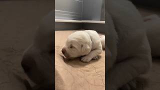 Some vocal courage from this cutie taking her first steps! 🙌🐾🥰 #labrador #dog #labradorlovers