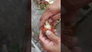 Nephelium lappaceum | RAMBUTAN