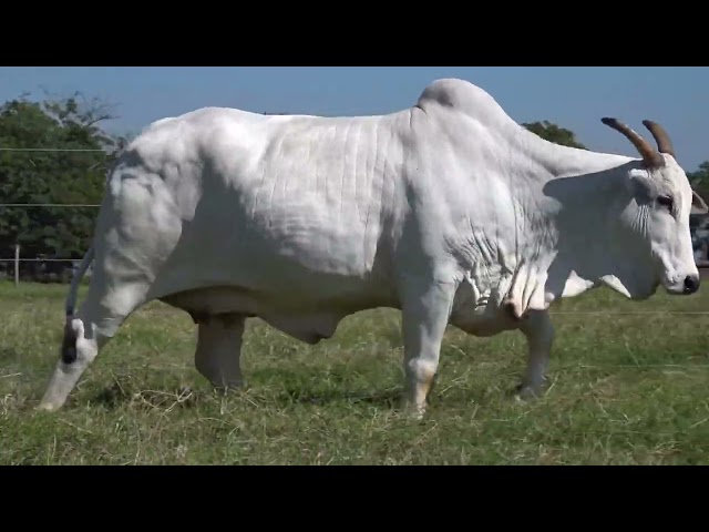 Lote 02 ASP   Leilão Doadoras Bela Alvorada Nelore Zan & Convidados