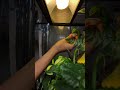 アクションカムに入ってた鳴いてるへちま