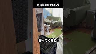 感情が顔にでまくる愛犬 #greatpyrenees #癒し #大型犬のいる生活 #大型犬 #大型犬と暮らす #グレートピレニーズ #犬のいる生活 #愛犬