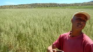 Moez Ben Ammar Décrit Les Foins Davoine Et De Vesce Sous Ac À Chouarnia