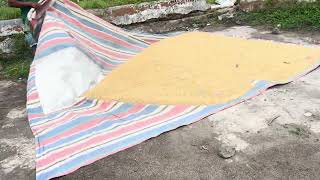 Bapak Petani Jemur Padi, Di Bawah Kaki Gunung Sinabung