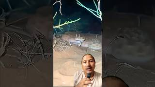 सिङ भाको सर्प Horned Viper Snake😲 #nepal #nepali #shorts