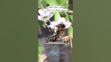 قران كريم| تلاوة خاشعة للشيخ ياسر الدوسري ( و أوحى ربك إلى النحل) #قران_كريم #quran #آيات #قرآن