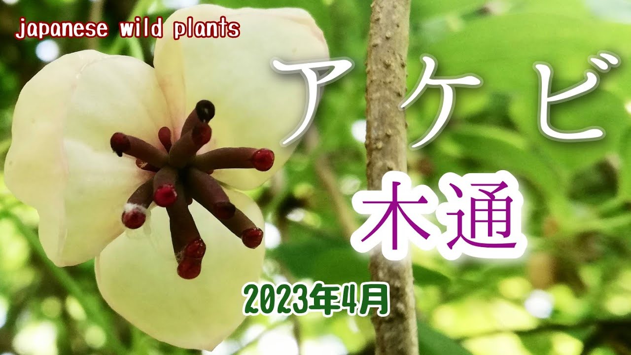 Plant Introduction No. 127: Akebia Flower - How to distinguish