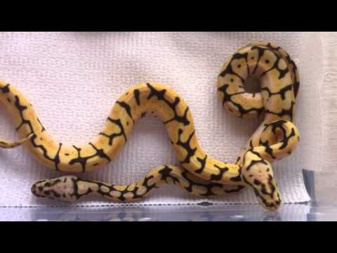 Ball Python Clutch