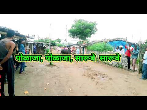 #पोळा टिवार// आदिवासी कोरकू गा?