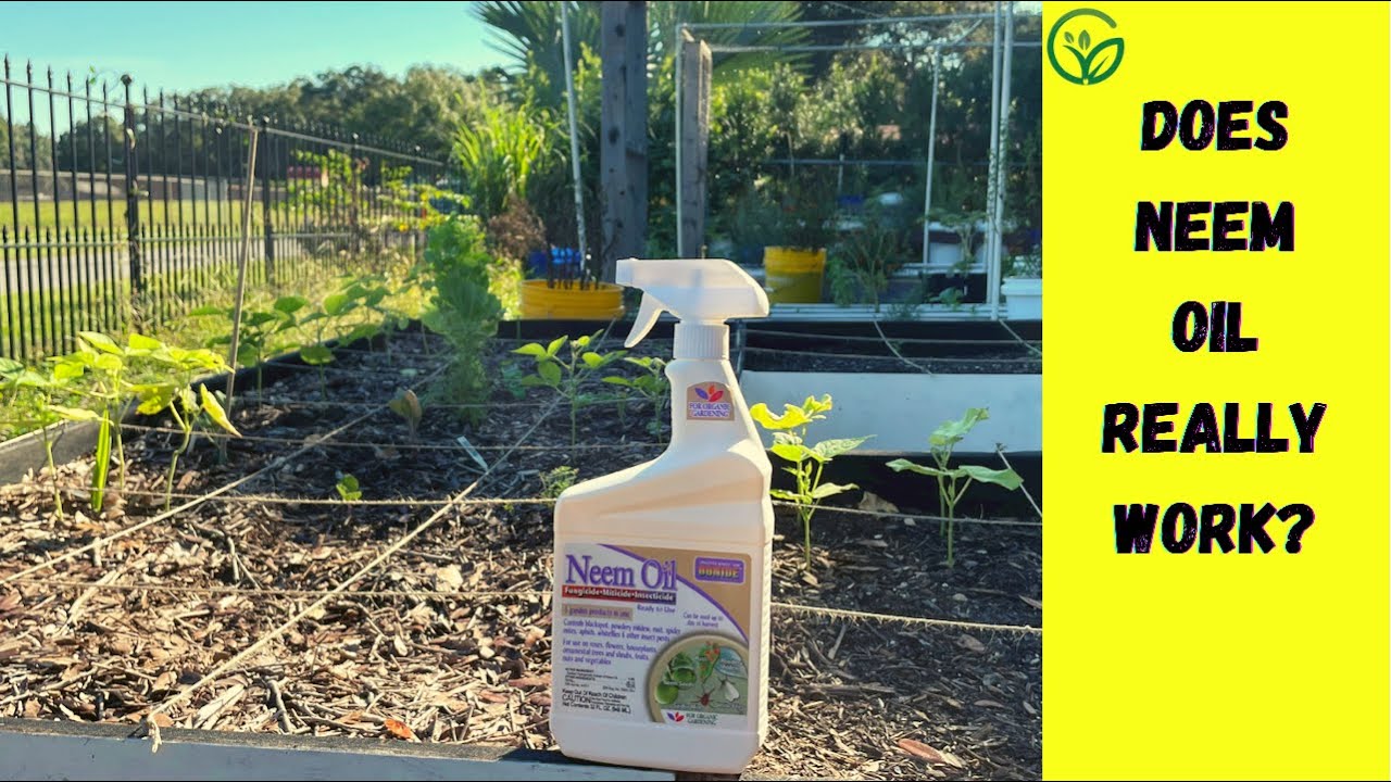 Does Neem Oil Really Keep the Pests Away? l Neem Oil After 7 Days of