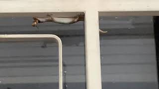 Lottery winner (lizard edition)