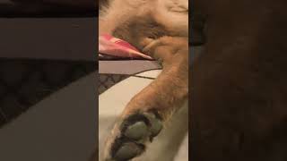 kiedy w piątek wieczór chcesz obejrzeć tv ale ktoś już śpi na łóżku 🐾 Hades #owczarekniemiecki