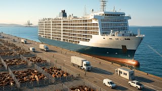 Download lagu How Massive Livestock Transport 2025 - Farmers Transport 2 Billion Animals Worldwide