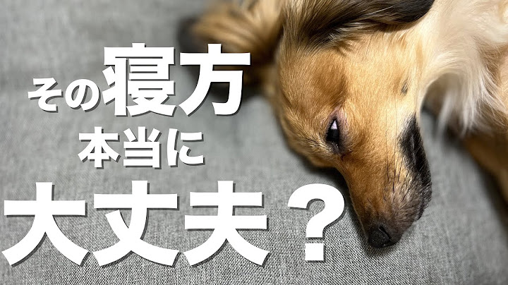 犬がこの寝方してたらその子危険です Youtube