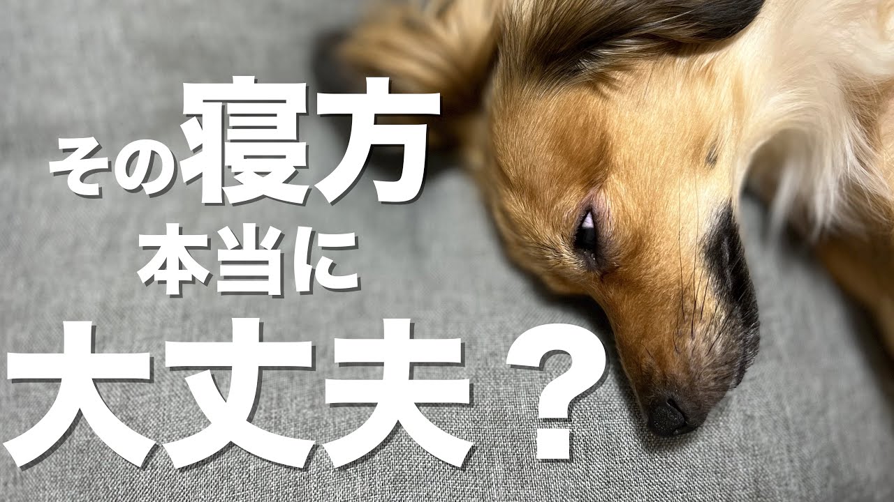 犬がこの寝方してたらその子危険です Youtube